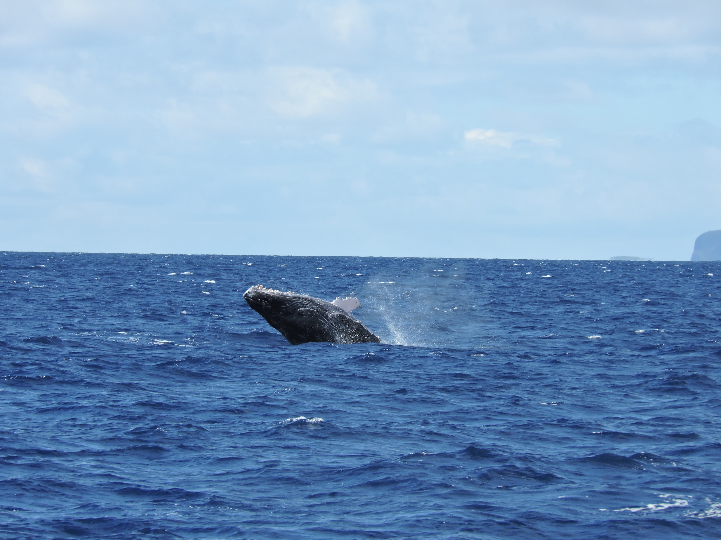 Photography: Viewing humpback whales in Maui!